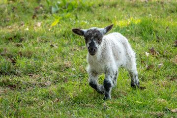 cute black and white lamb in the spring sunshine