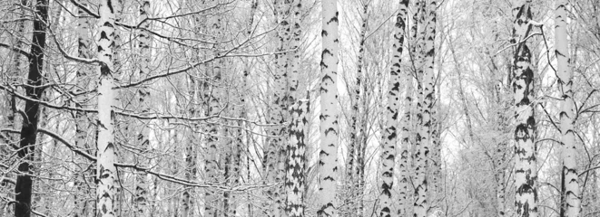 Stof per meter Young birches with black and white birch bark in winter in birch grove against background of other birches © yarbeer