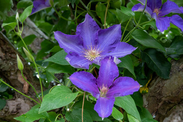 beautiful purple clematis flower clematis viticella