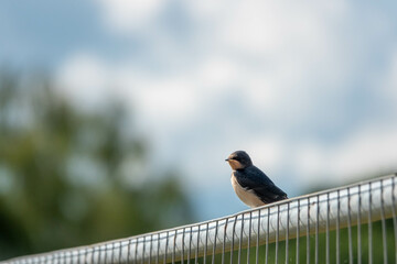 swallow a small bird with dark glossy blue backs red throat pale underparts and long tail streamers perched on a fence with a blurred background of sky and trees © Penny