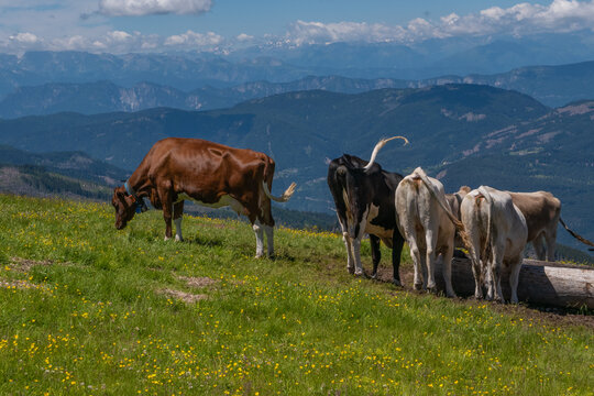 A bucolic mountain pasture near alpe Cermis,Cavalese,trentino,Italy