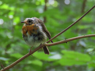 baby robin with a bald head getting adult plumage feathers perched on a branch with a blurred green background