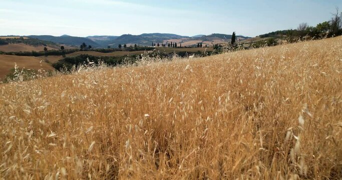 Val d'Orcia, Tuscany, wheat dolly - Drone Air 2S