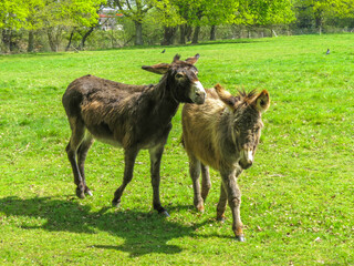cute fluffy donkeys in the meadow with their shadows in the sunshine