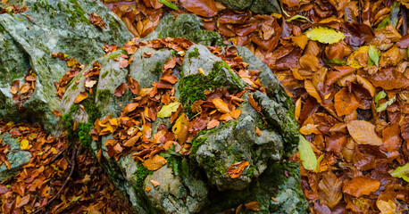 Obraz premium closeup huge stone among red dry leaves, seasonal natural background