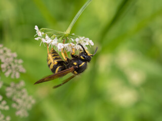 hoverfly on small flowers close up