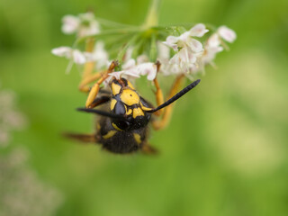 hoverfly on flowers close up