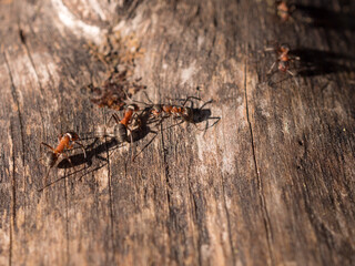 red ants on a dry tree trunk