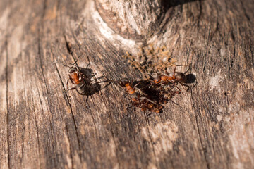 ants on a dry tree trunk