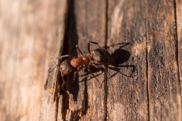 red ant closeup