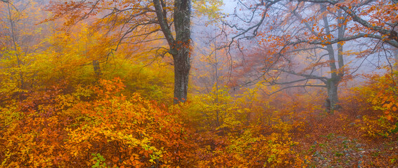 Fototapeta premium red autumn forest in dense mist, autumn natural background