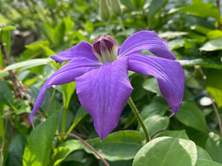 clematis