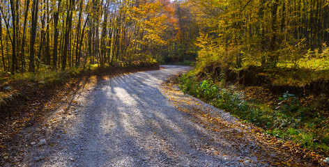 white stone road among red autumn forest at sunny day