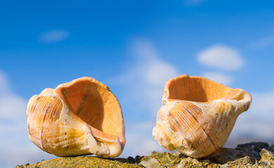 closeup marine shell lie on stone, summer sea vacation background