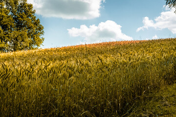 Polskie zboże, łany zbóż, lato, krajobraz, pola, niebo, rolnictwa, hayfield, gras, obszarów...