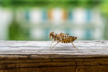A cicada shedding on a wooden railing