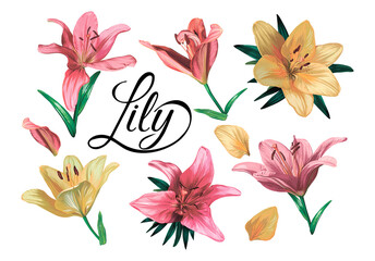 hand drawn vector set of realistic lily flowers isolated on white background. Vector botanical illustration.