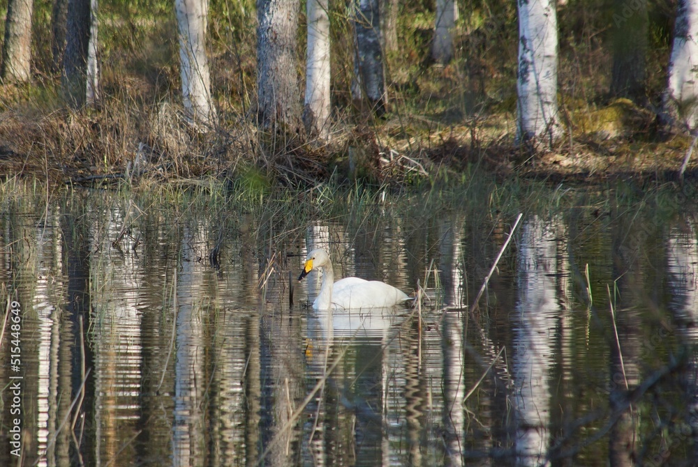 Canvas Prints Whooper swan floating on the water surface. Cygnus cygnus.