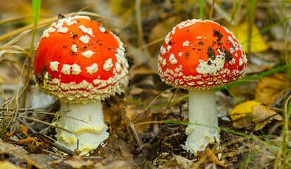 closeup pair of red flyagaric mushroom in forest