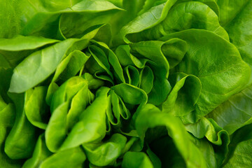 An abstract background of green lettuce leaves.