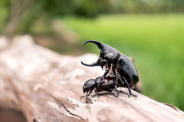 The mating season of dynastinae beetle is insect of the spring season of Thailand on a log against...