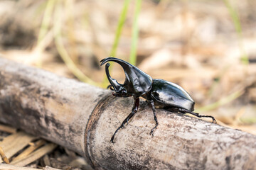 Dynastinae Beetle on decayed bamboo tubes. is fighter insect of the spring season of Thailand. can...