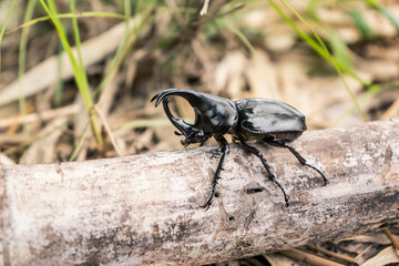 Dynastinae Beetle on decayed bamboo tubes. is fighter insect of the spring season of Thailand. can be used to fight each other as a seasonal folk sport.