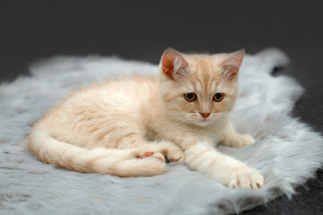 British shorthair kitten. Animal background.