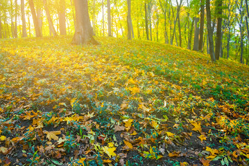 autumn forest glade in light of sun