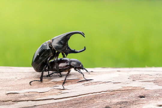 The mating season of dynastinae beetle is insect of the spring season of Thailand on a log against and blurry green grass backgroun in a natural way.