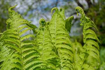 Young fern curly spiral buds on green grass leaves. Spring forest background