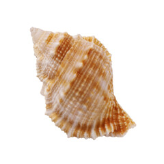 Fototapeta premium Seashell isolated on white background. Seashell for you design.