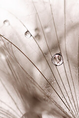 Dandelion seeds with water drops closeup. Macro photo of dandelion fluffy seeds.