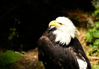 A American Bald eagle in the shadows with sunlight shinning on the bird.