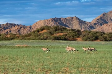 Namibia, oryx  herd running 
