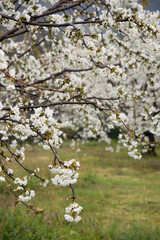 Close up of a blooming cherry tree.