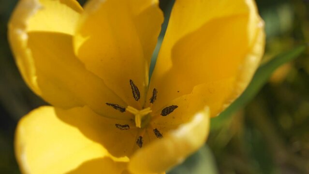 A close up view of a yellow tulip with stigma in the centre.