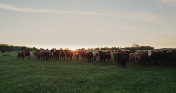 cattle looking at the camera with a beautiful sunset behind.