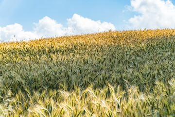 Polskie zboże, łany zbóż, lato, krajobraz, pola, niebo, rolnictwa, hayfield, gras, obszarów...