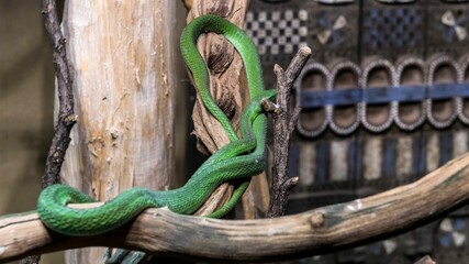 Closeup shot of the green Serpent symbolism snake on the tree