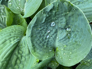 wet hosta leaf
