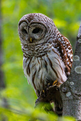 Close up of a Barred Owl (Strix varia) during spring / summer perched on a tree limb looking for prey. Selective focus, background blur and foreground blur 
