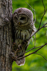 Close up of a Barred Owl (Strix varia) during spring / summer perched on a tree limb looking for prey. Selective focus, background blur and foreground blur 
