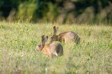 rabbit in the grass