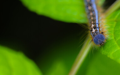 chenille bleu