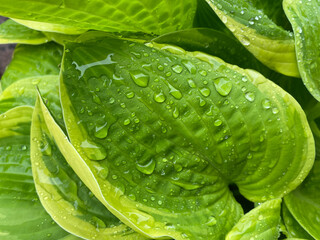 host leaf with raindrops
