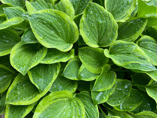 hosta leaf wet