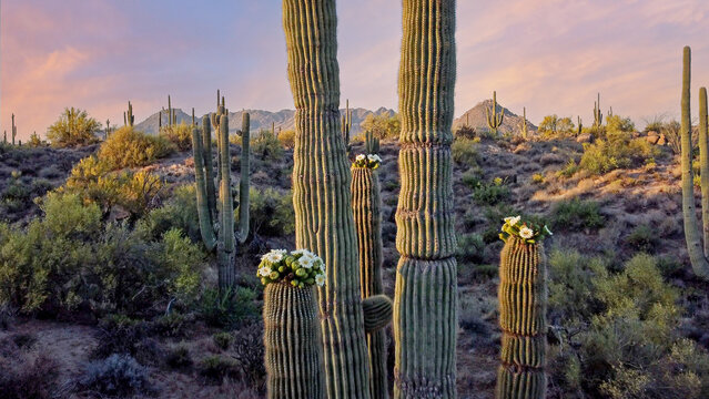 Close Up View Of Saguro Cactus Blooming With Flowers in Arizona