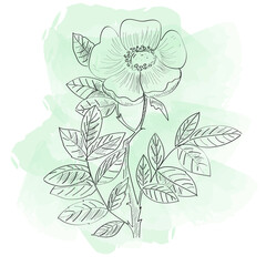 Flower plant linear illustration flat watercolor illustration