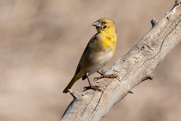 Tisserin jaune,.Ploceus subaureus, Eastern Golden Weaver, Afrique du Sud